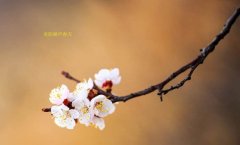 在這春暖花開的季節(jié)，歡迎你們加入知道網(wǎng)絡(luò)